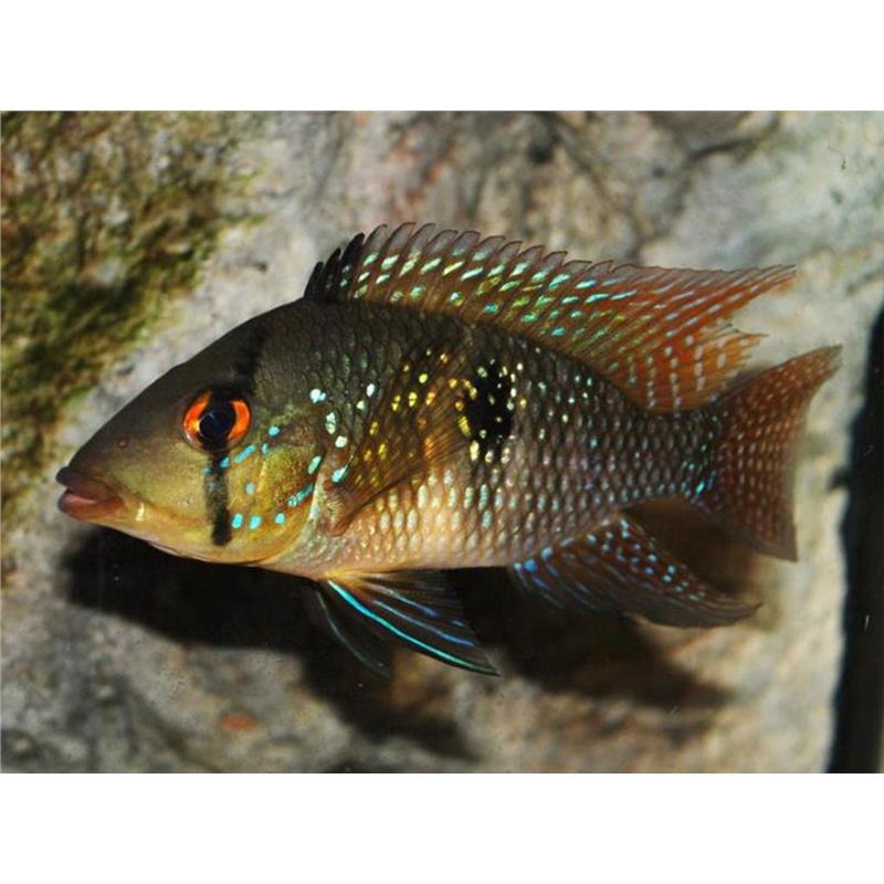 Geophagus brasiliensis - imagine 3